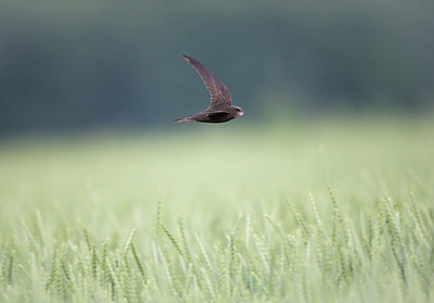 BUITEN BEELD Foto: 326858