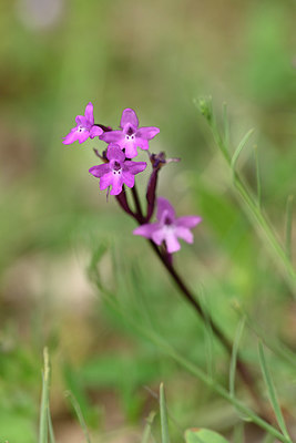 BUITEN BEELD Foto: 326860