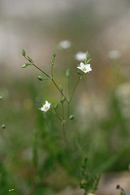 BUITEN BEELD Foto: 326865