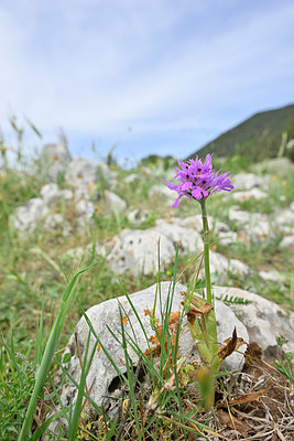 BUITEN BEELD Foto: 326875