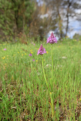 BUITEN BEELD Foto: 326890
