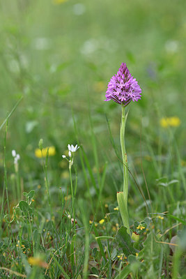 BUITEN BEELD Foto: 326894