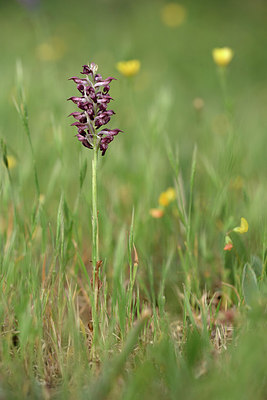 BUITEN BEELD Foto: 326895