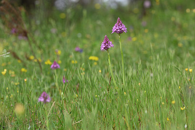 BUITEN BEELD Foto: 326898
