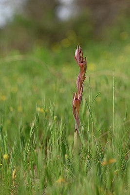 BUITEN BEELD Foto: 326903