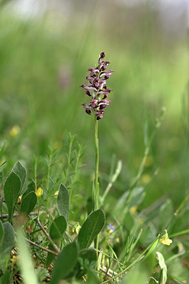 BUITEN BEELD Foto: 326922