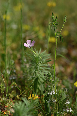 BUITEN BEELD Foto: 326932