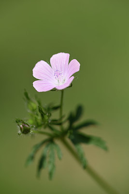 BUITEN BEELD Foto: 326949