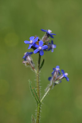 BUITEN BEELD Foto: 326951