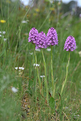 BUITEN BEELD Foto: 326956