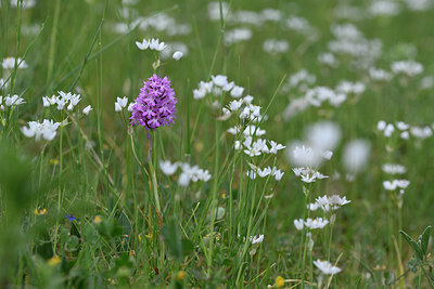 BUITEN BEELD Foto: 326962