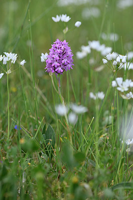 BUITEN BEELD Foto: 326964