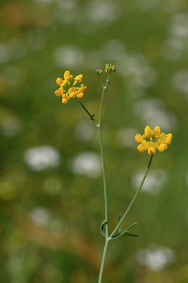 BUITEN BEELD Foto: 326965