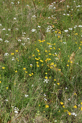 BUITEN BEELD Foto: 326970