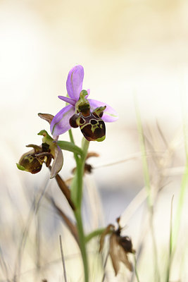 BUITEN BEELD Foto: 326977