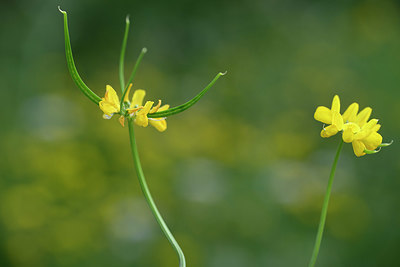 BUITEN BEELD Foto: 326992