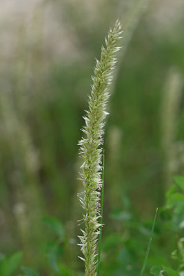BUITEN BEELD Foto: 327021
