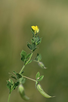 BUITEN BEELD Foto: 327032