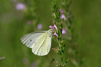 BUITEN BEELD Foto: 327089