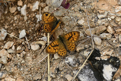 BUITEN BEELD Foto: 327090