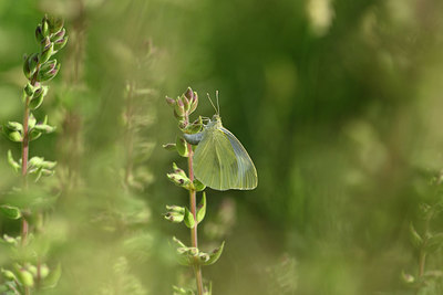 BUITEN BEELD Foto: 327091