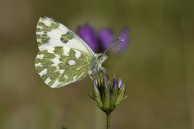 BUITEN BEELD Foto: 327093