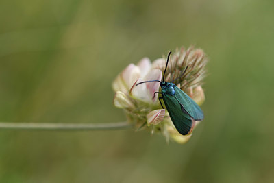 BUITEN BEELD Foto: 327098