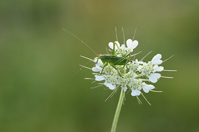 BUITEN BEELD Foto: 327101