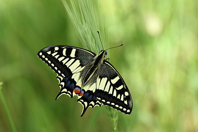 BUITEN BEELD Foto: 327108