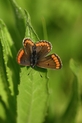 BUITEN BEELD Foto: 327111