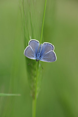 BUITEN BEELD Foto: 327116