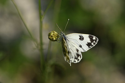 BUITEN BEELD Foto: 327117