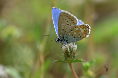 BUITEN BEELD Foto: 327119