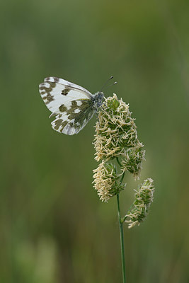 BUITEN BEELD Foto: 327121