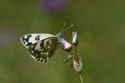 BUITEN BEELD Foto: 327125