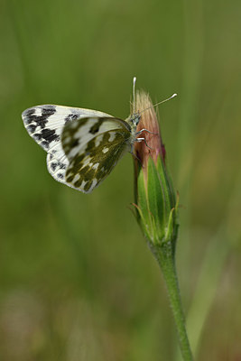 BUITEN BEELD Foto: 327126