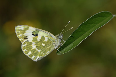 BUITEN BEELD Foto: 327127