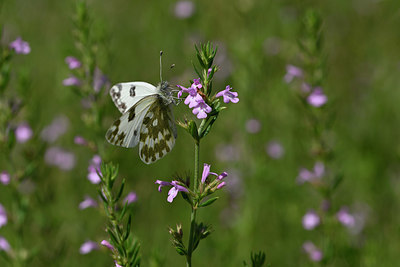 BUITEN BEELD Foto: 327128