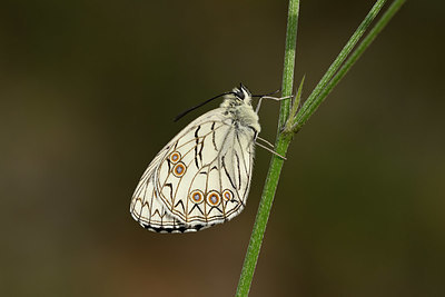 BUITEN BEELD Foto: 327132