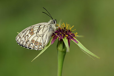 BUITEN BEELD Foto: 327134