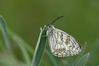 BUITEN BEELD Foto: 327135