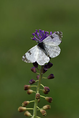 BUITEN BEELD Foto: 327138