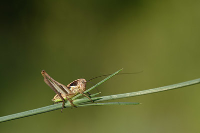 BUITEN BEELD Foto: 327142