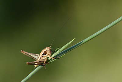 BUITEN BEELD Foto: 327143