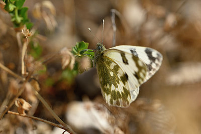 BUITEN BEELD Foto: 327144