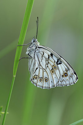 BUITEN BEELD Foto: 327145