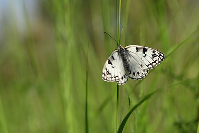 BUITEN BEELD Foto: 327147