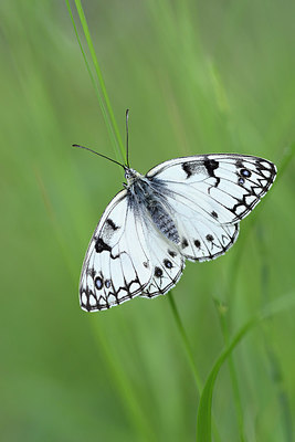 BUITEN BEELD Foto: 327148