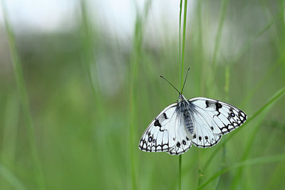 BUITEN BEELD Foto: 327149