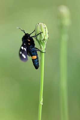 BUITEN BEELD Foto: 327156